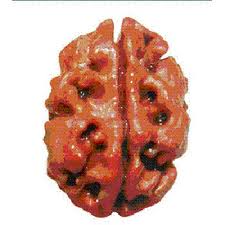 1 face napel rudraksha hyderabad